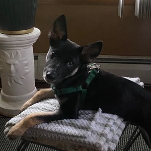 Meet your Posher, Chase